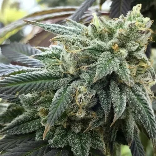 Chem Valley Kush - 6-pack - Feminized - Cali Connection