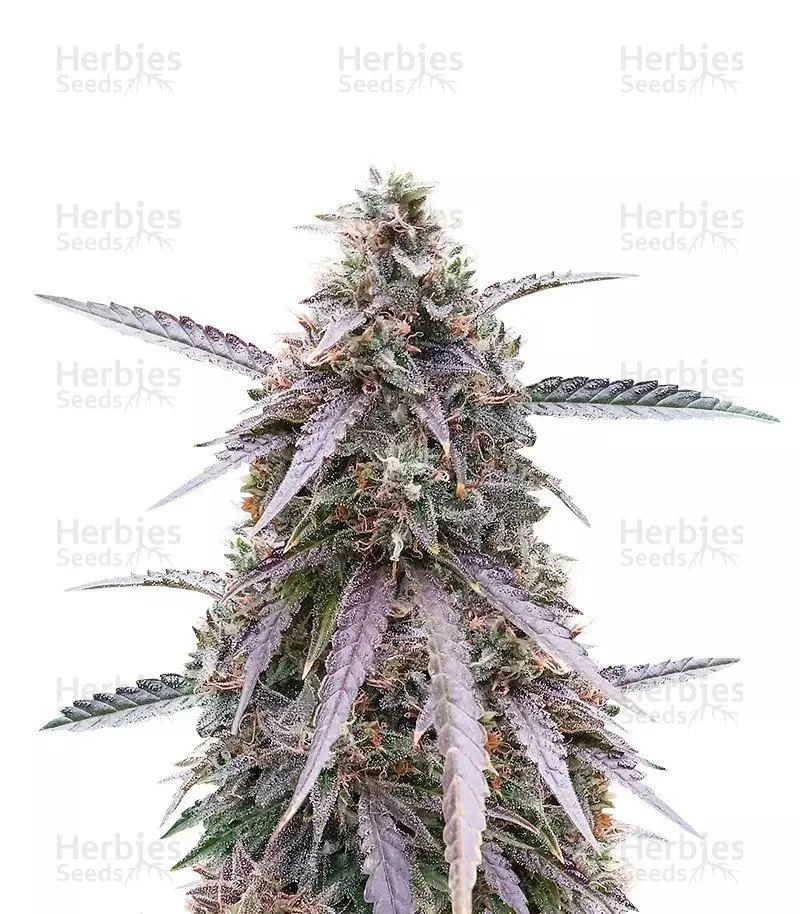 Purple Kush (Herbies Seeds)
