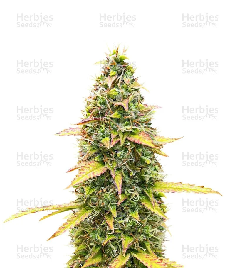 Kosher Kush 66 Seeds (EGS)