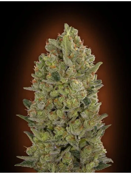 00 Cheese Feminized Seeds