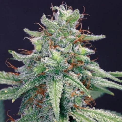 Blue Cheese - Feminized - Barney's Farm
