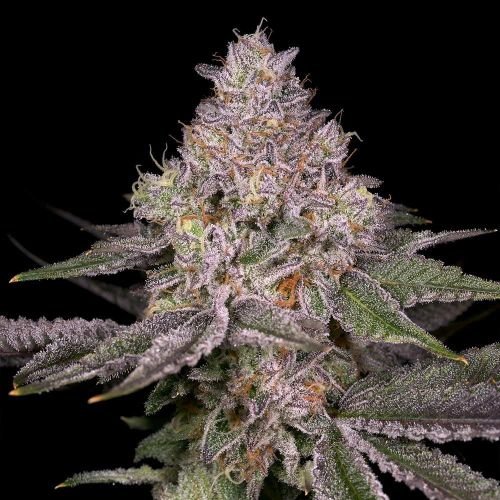 Lemon Cane V2 - 12-pack - Regular - Archive Seedbank