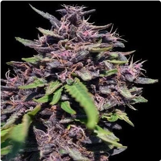 Panama x PCK Feminized Seeds