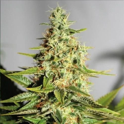 Acapulco Gold - Feminized - Barney's Farm