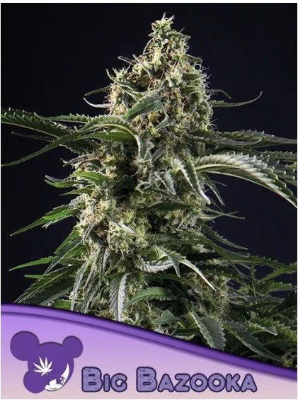 Big Bazooka Feminized Seeds