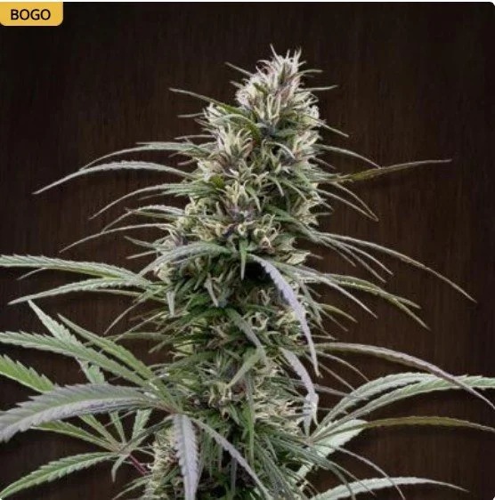 Congo Feminized Seeds