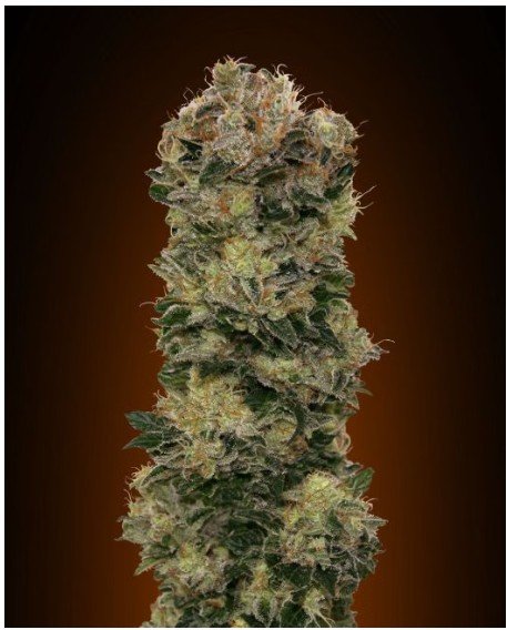 Sweet Soma Auto Feminized Seeds