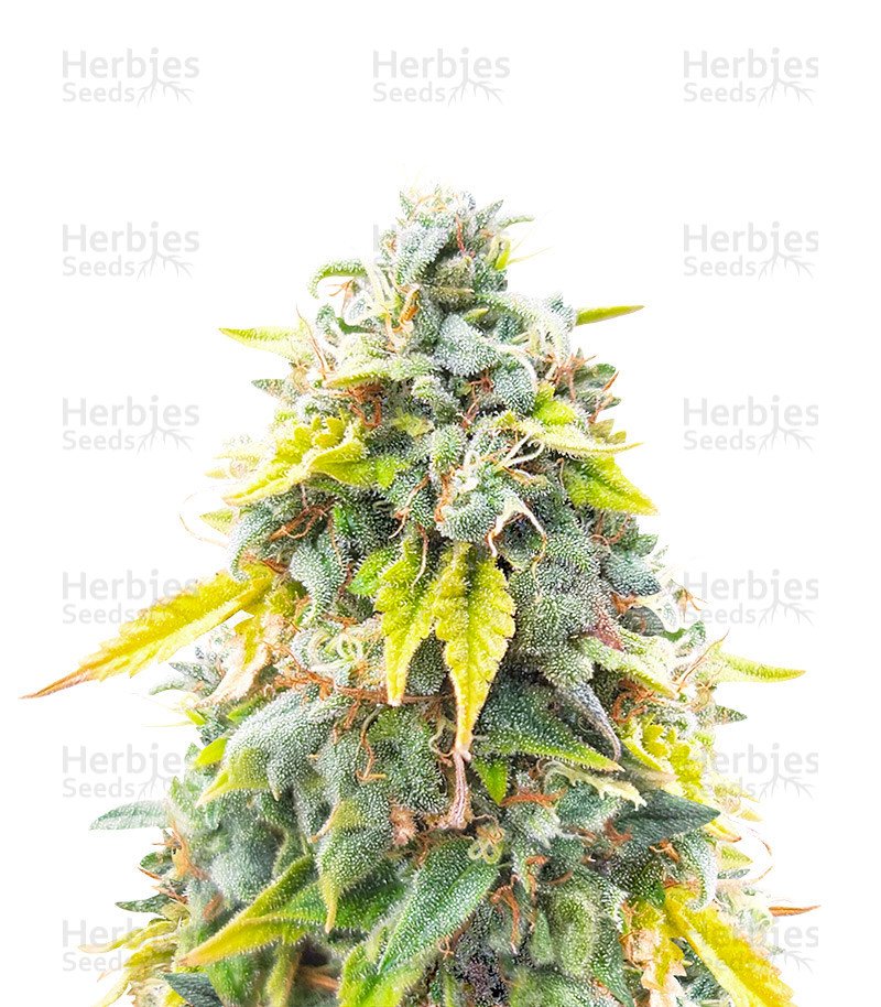 Ghost Train Haze Seeds (Seedkeepers)