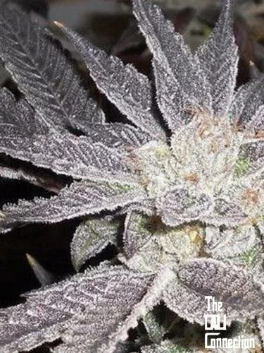 LA Affie - 6-pack - Feminized - Cali Connection
