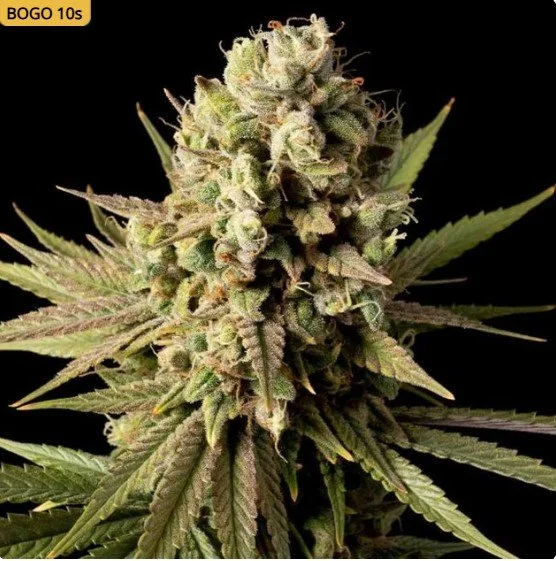Gorilla Gas F1 Fast Feminized Seeds