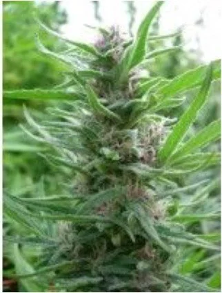 Panama Feminized Seeds