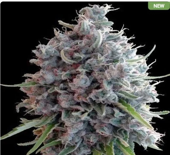 Killer A5 Haze Regular Seeds