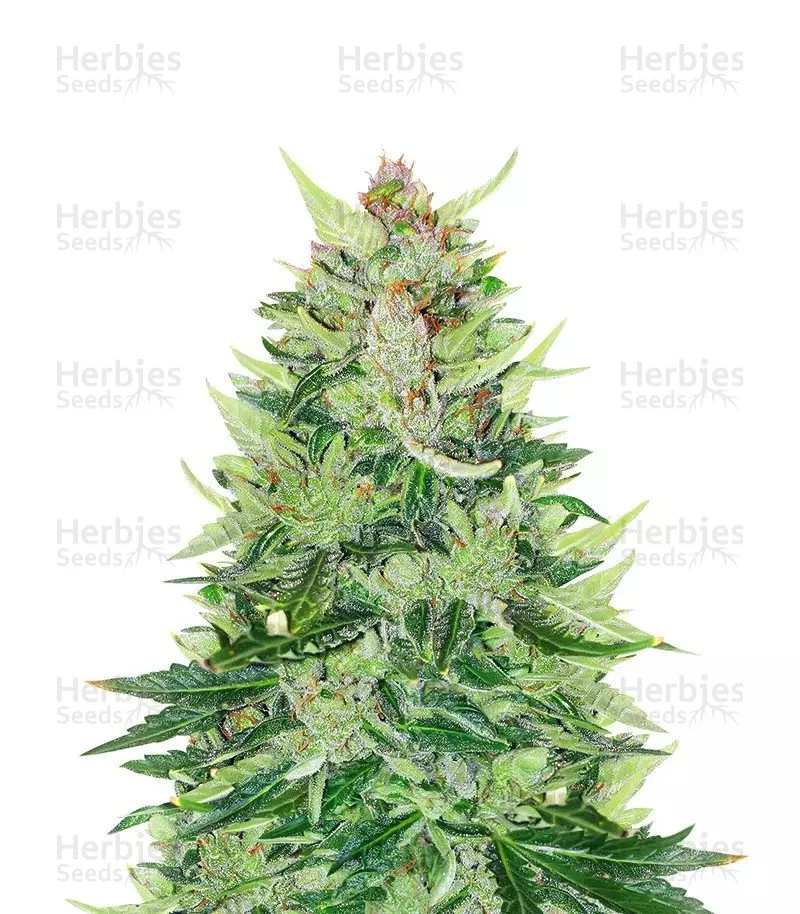 CBD Lemon Seeds from Herbies Seeds
