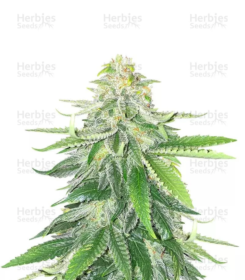 Gorilla Glue #4 (Herbies Seeds)