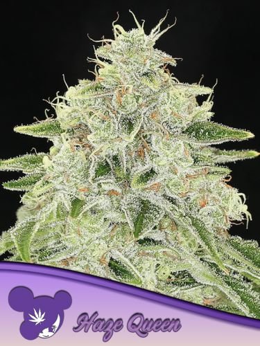 Haze Queen - 5-pack - Feminized - Anesia Seeds