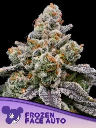 Frozen Face Auto - Feminized - Anesia Seeds