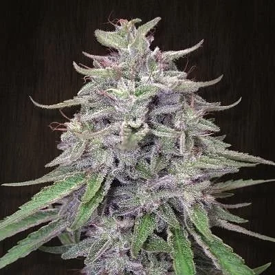 Bangi Haze - 5-pack - Feminized - ACE Seeds
