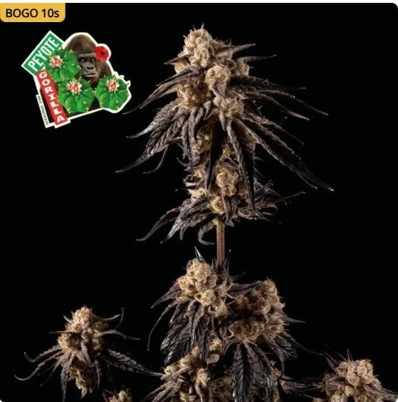 Peyote Gorilla Feminized Seeds