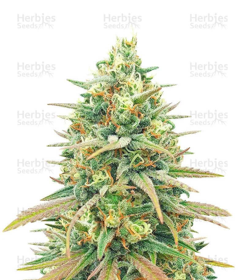 Blueberry Fast Version (Herbies Seeds)