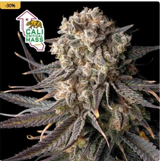 Cali Critical Mass Feminized Seeds