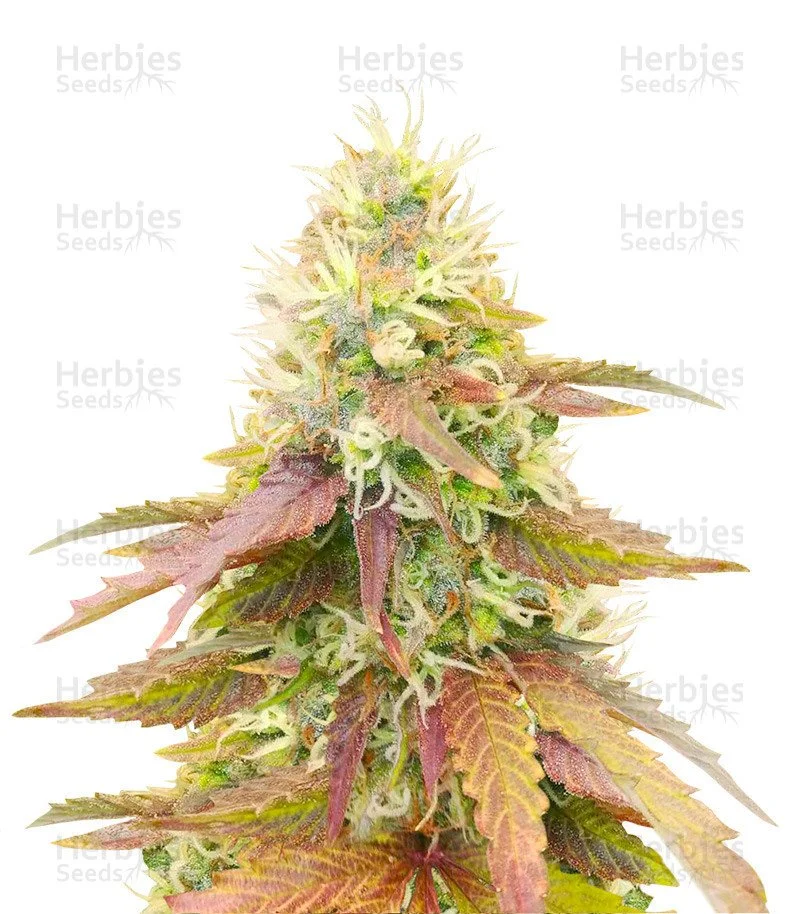 CBD Apple Betty Auto Seeds