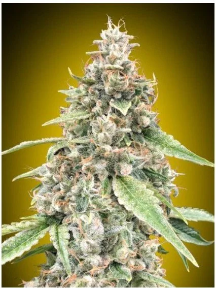 Lemon OG Auto Feminized Seeds