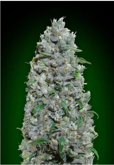 Afghan Mass XXL Auto Feminized Seeds