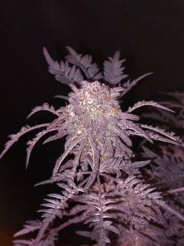 Frosty's Purple Freak - 6-pack - Feminized - Khalifa Genetics
