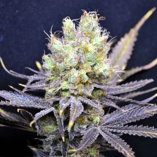 CBD Nordle - Feminized - CBD Crew
