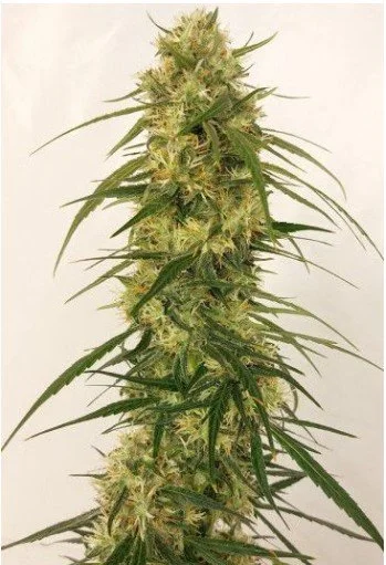 Panama A5 Haze Feminized Seeds - 5