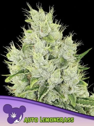 Auto Lemongrass - 5-pack - Feminized - Anesia Seeds