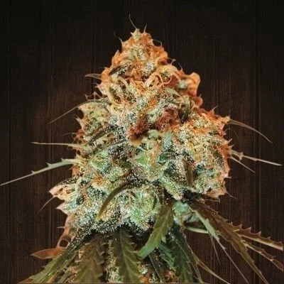 Golden Tiger - 5-pack - Feminized - ACE Seeds
