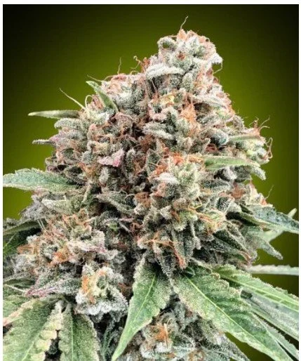 Sweet Critical 2.0 Feminized Seeds