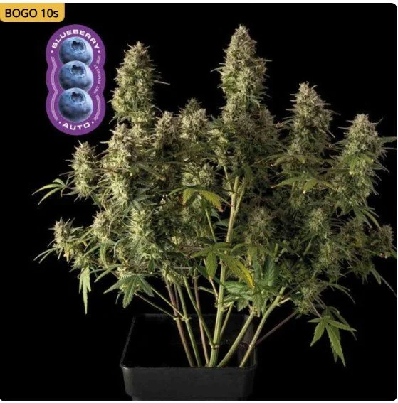 Blueberry Auto Feminized Seeds