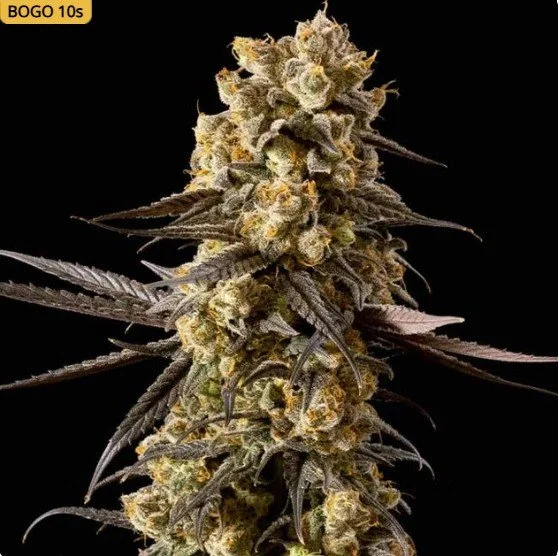 Banana Biscotti F1 Feminized Seeds