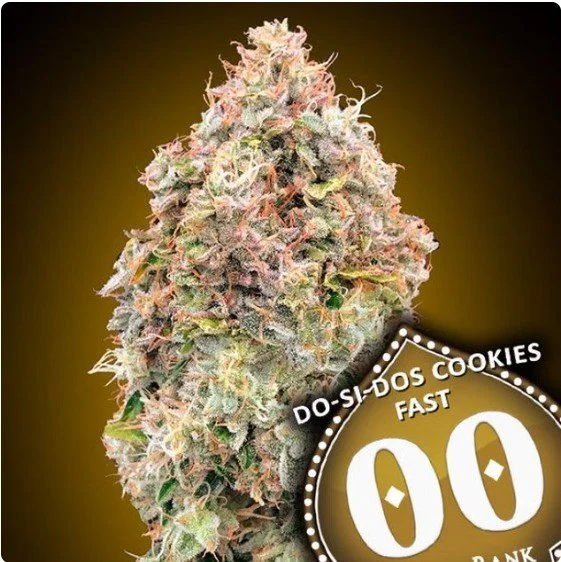 Do-Si-Dos Cookies Fast Feminized Seeds
