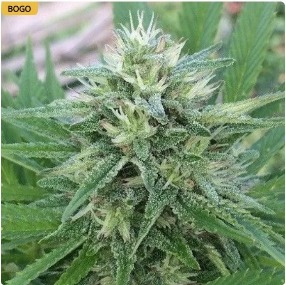 Panama x Bangi Haze Feminized Seeds