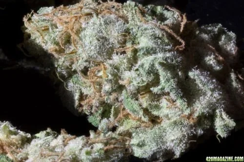 Dead Head - 6PACK - Feminized - Cali Connection