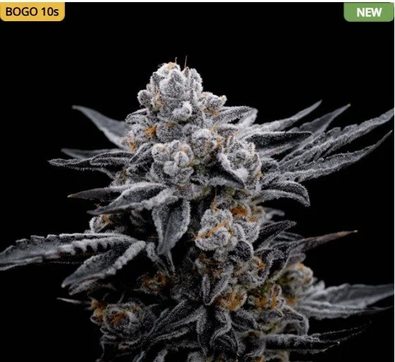 Blood Moon Gelato Ltd Edition Feminized Seeds