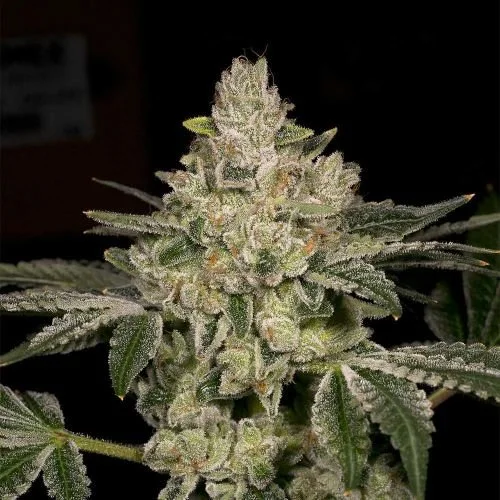 Hash Blast - 6-pack - Feminized - Archive Seedbank