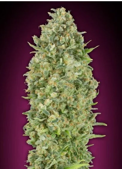 Bubble Gum Auto Feminized Seeds