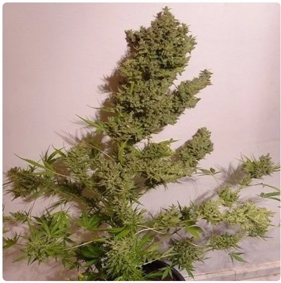 Malawi x NL Auto Feminized Seeds