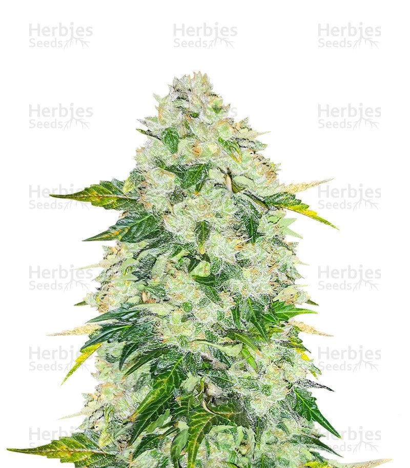 AK 47 Fast Version Seeds (EGS)