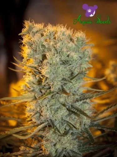 Banana Kush Auto - 5PACK - Feminized - Anesia Seeds
