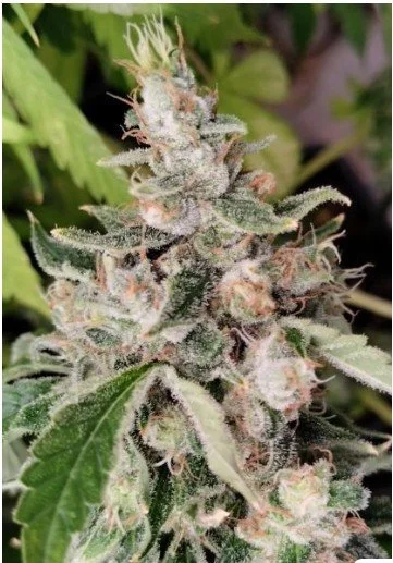 African Gas Feminized Seeds