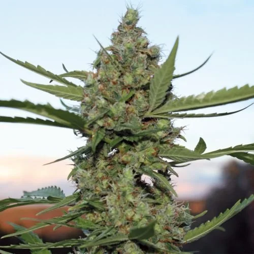 Laughing Buddha - Feminized - Barney's Farm