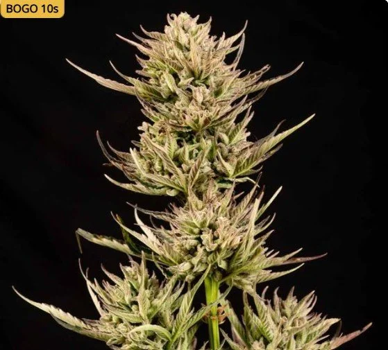 Cookie Apple OG F1 Auto Feminized Seeds