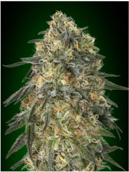 Gorilla Feminized Seeds