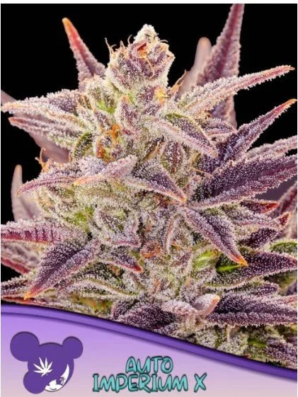 Imperium X Auto Feminized Seeds