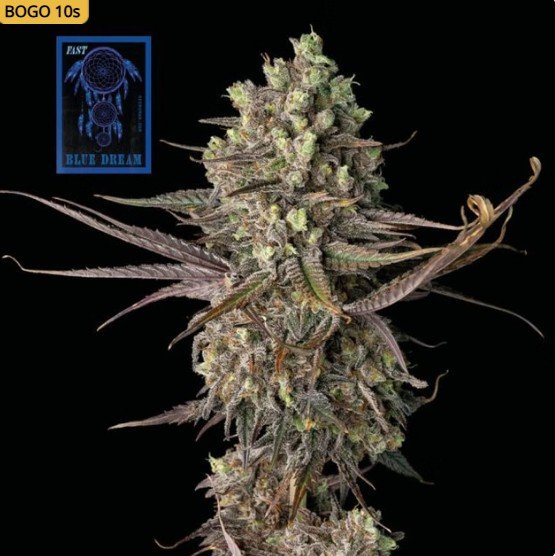 Blue Dream Fast Feminized Seeds